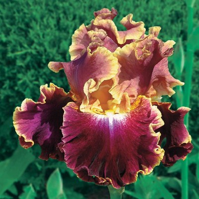 Montmartre (Keppel, 2007)2